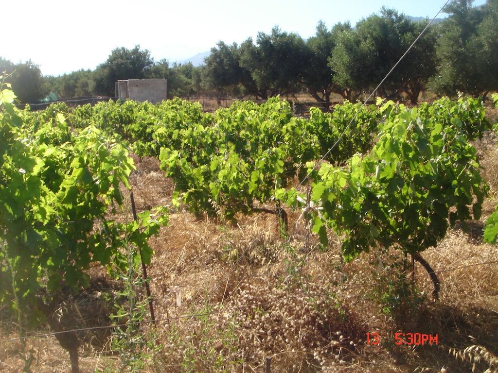 Zorbas Rooms Frangokastello Chambre photo